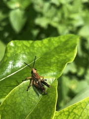 Cibotopteryx