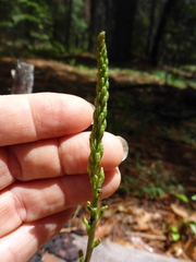 Platanthera transversa