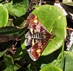 Pyrausta aurata