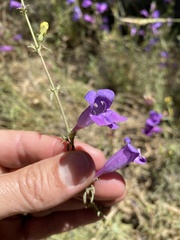 Penstemon heterophyllus australis