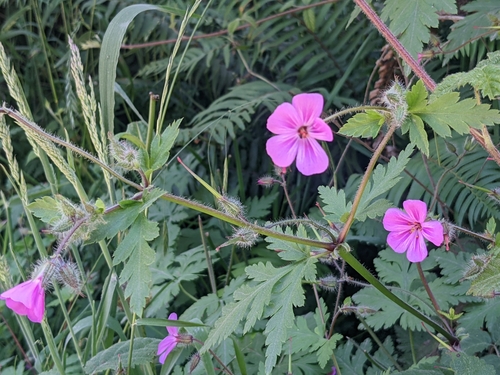 Image of Geranium yeoi by no rights reserved