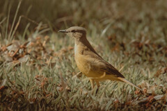 Machetornis rixosa