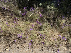 Penstemon heterophyllus australis
