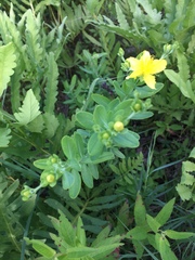 Hypericum swinkianum
