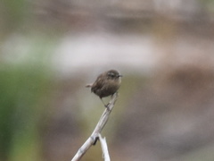 Troglodytes pacificus