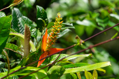 Aechmea mertensii