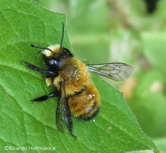Megachile semirufa
