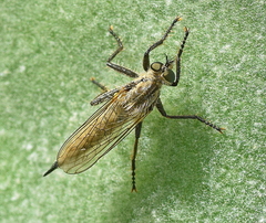 Dysmachus fuscipennis