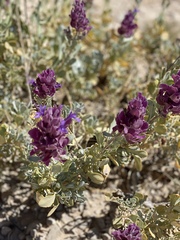Salvia pachyphylla