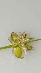 Carex tenuiflora
