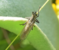 Dysmachus fuscipennis
