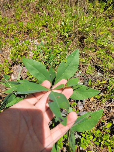 Image of Baptisia cinerea by (c) Daniel Washburn, some rights reserved (CC BY)