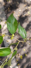 Ziziphus