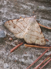 Frederickia subterminata