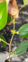 Ziziphus