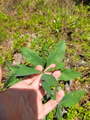 Baptisia cinerea