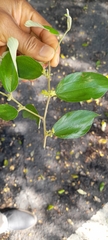 Ziziphus