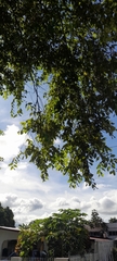 Ziziphus