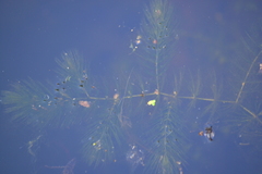 Ceratophyllum demersum