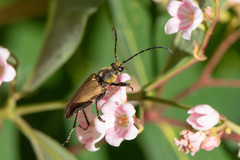 Trigonarthris