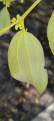 Ziziphus