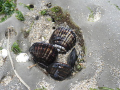 Mytilus californianus