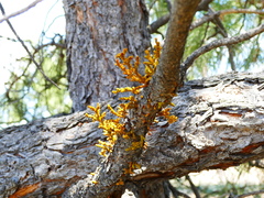 Arceuthobium vaginatum cryptopodum