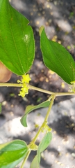 Ziziphus