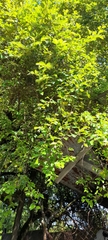 Ziziphus