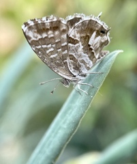 Cacyreus marshalli