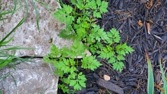Magnoliopsida