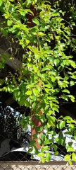 Ziziphus