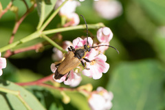 Trigonarthris