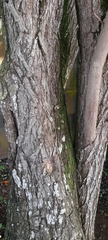 Ziziphus