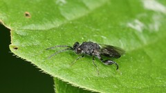 Phasgonophora sulcata