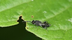 Phasgonophora sulcata