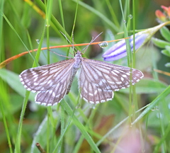 Schistostege decussata