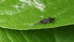 Phasgonophora sulcata