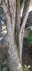 Ziziphus
