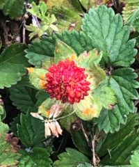 Phragmidium mexicanum