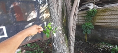 Ziziphus