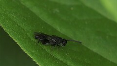 Phasgonophora sulcata