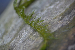 Ceratophyllum demersum