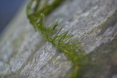 Ceratophyllum demersum