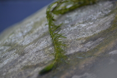 Ceratophyllum demersum