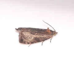 Olethreutes quadrifidum