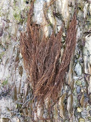 Desmarestia aculeata