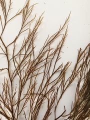 Desmarestia aculeata