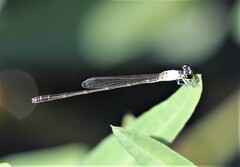 Agriocnemis exsudans