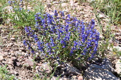 Penstemon leonardii